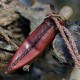 Couteau Condor Otzi Lame Acier Carbone 1095 Manche Hickory Etui Cuir Made El Salvador CTK392222 - Livraison Gratuite
