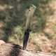 Couteau Browning Branded Rock OD Green Manche G10 Handle Lame Tanto Acier 7Cr17MoV Framelock Clip BR0507 - Livraison Gratuite